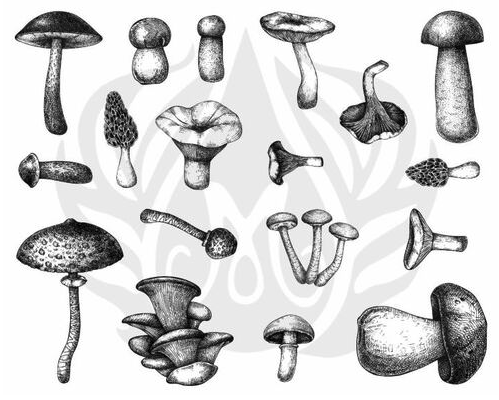 Silk Screens - Mushrooms